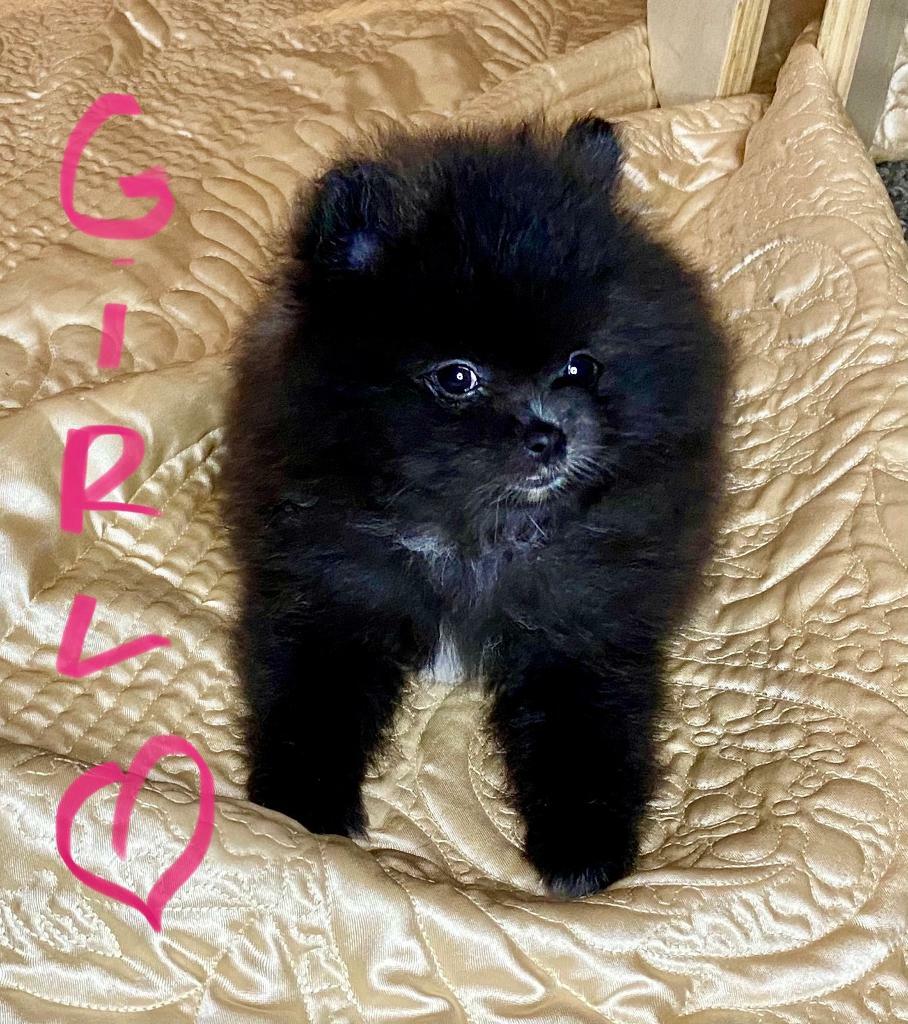gumtree pomeranian puppies